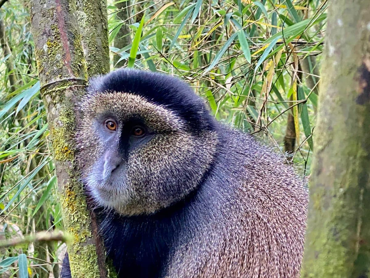 Golden monkey sitting among lush bamboo trees in Volcanoes National Park, Rwanda.