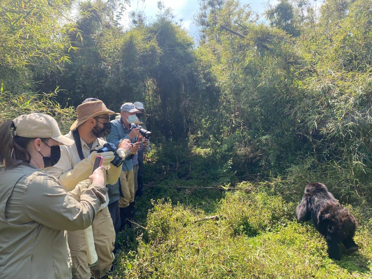 Travelers on a mountain gorilla trekking adventure in Volcanoes National Park, Rwanda, photographing gorillas up close in their natural habitat.