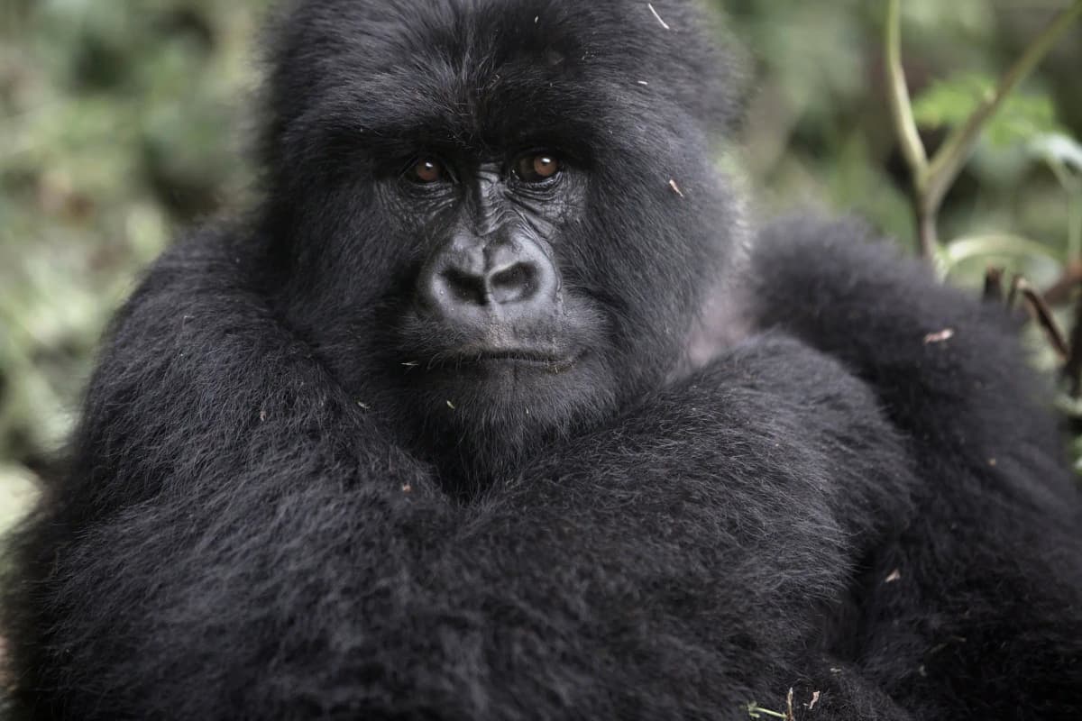 Close-up portrait of a mountain gorilla’s face in Rwanda, highlighting expressive eyes and natural habitat — ideal imagery for a 4-Day Rwanda Gorilla Trek & Dian Fossey Hike adventure.