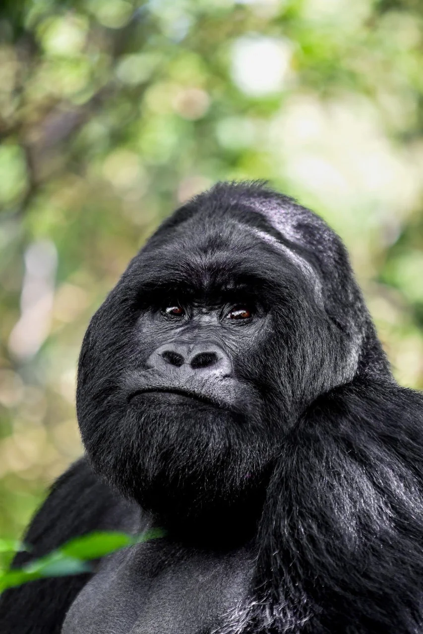 Mountain gorilla trekking experience in Rwanda's Volcanoes National Park