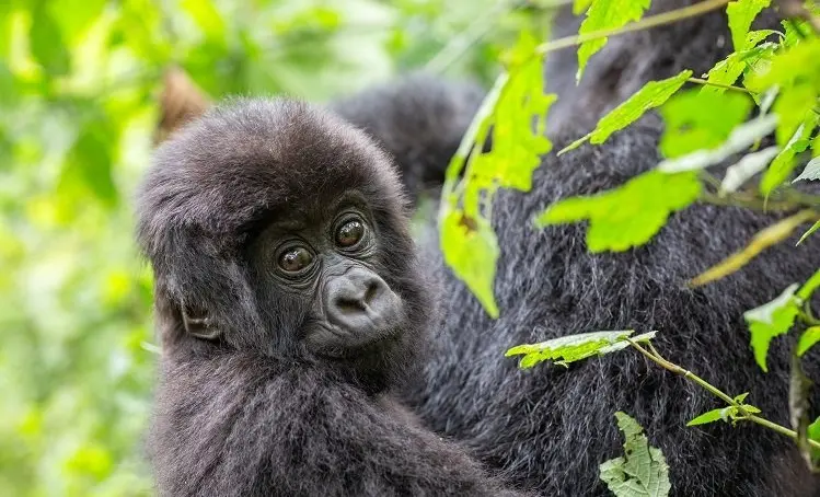 Wildlife & Anti-Poaching Initiative