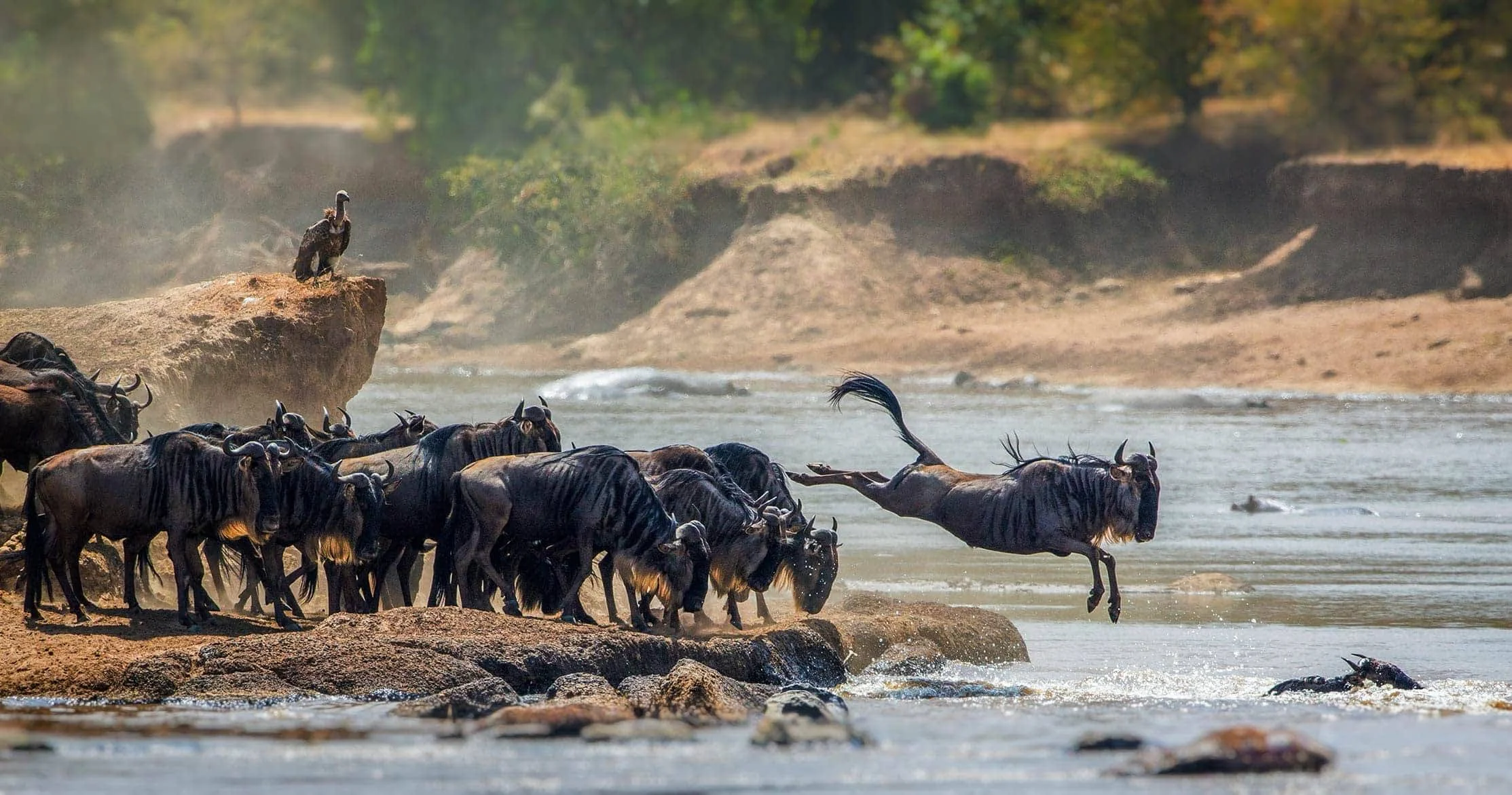 Great Migration Serengeti National Park