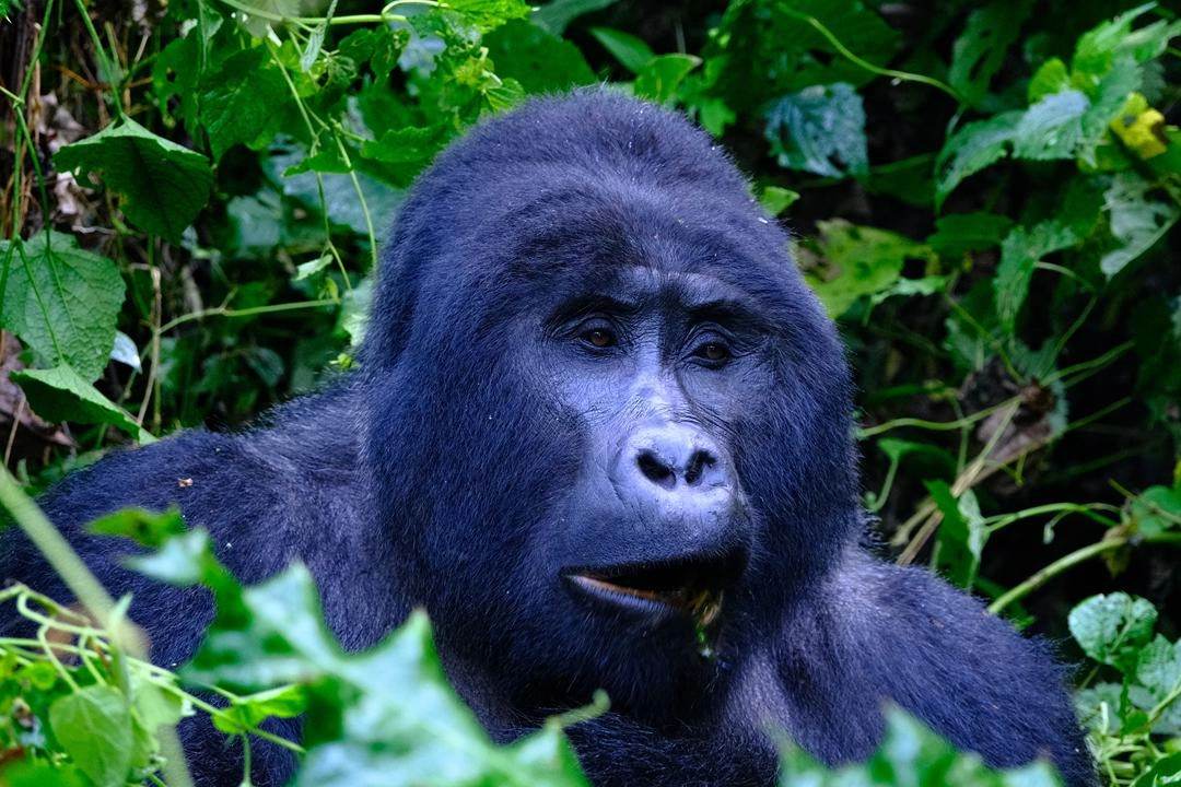 a silver Mountain gorilla in the wild